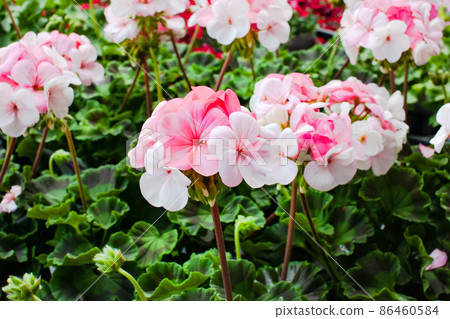 It is a geranium white toe rose with a cute atmosphere. It is a geranium white toe rose with a cute atmosphere. 86460584