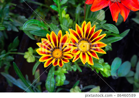 明亮的雜色菊正在盛開。在陽光下熠熠生輝。 86460589