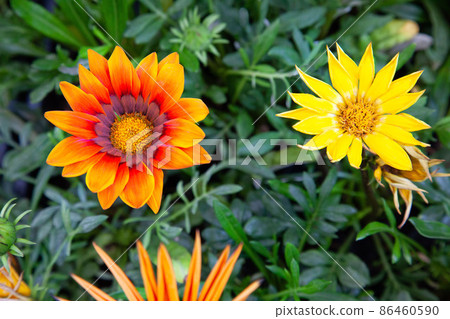 明亮的雜色菊正在盛開。在陽光下熠熠生輝。 明亮的雜色菊正在盛開。在陽光下熠熠生輝。 86460590
