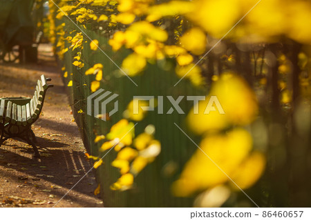 Foliage in the autumn park Foliage in the autumn park 86460657