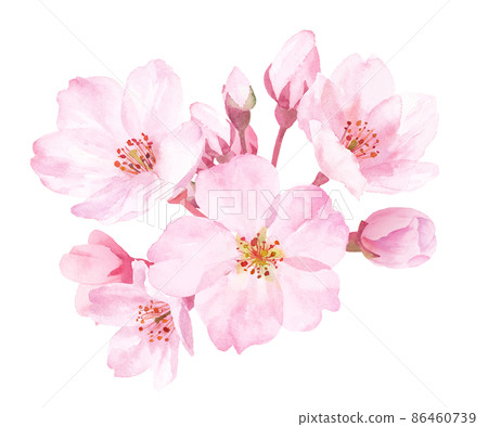 Spring flowers: Watercolor illustration of cherry blossoms. Close-up. vector. Spring flowers: Watercolor illustration of cherry blossoms. Close-up. vector. 86460739