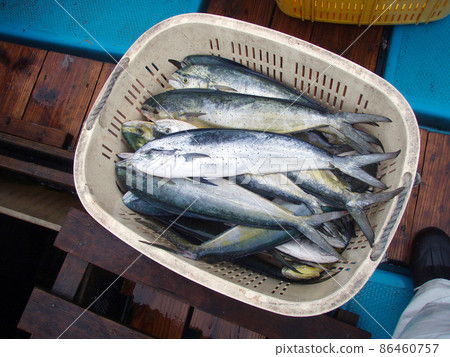 A basket full of small sheilas landed on board. 86460757