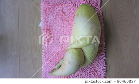 Sexy radish Sexy radish 86460857