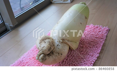 Sexy radish Sexy radish 86460858