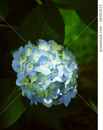 A single blue hydrangea that shines through the trees A single blue hydrangea that shines through the trees 86461015