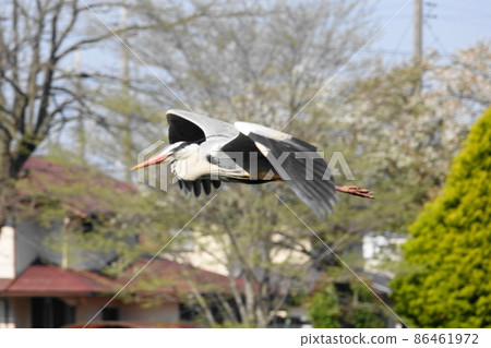 夏威夷海7 夏威夷海7 86461972