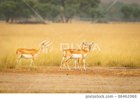 blackbuck or antilope cervicapra or indian antelope group or family in open field and natural scenic grassland of tal chhapar sanctuary rajasthan india blackbuck or antilope cervicapra or indian antelope group or family in open field and natural scenic grassland of tal chhapar sanctuary rajasthan india 86462068