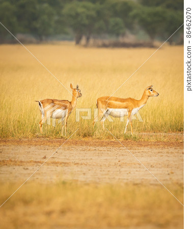 blackbuck or antilope cervicapra or indian antelope in grassland of tal chhapar sanctuary rajasthan india 86462070