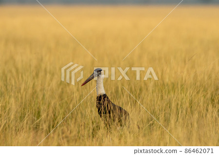 woolly necked stork or whitenecked stork bird closup or portrait in natural scenic grassland of tal chhapar sanctuary rajasthan india - Ciconia episcopus 86462071