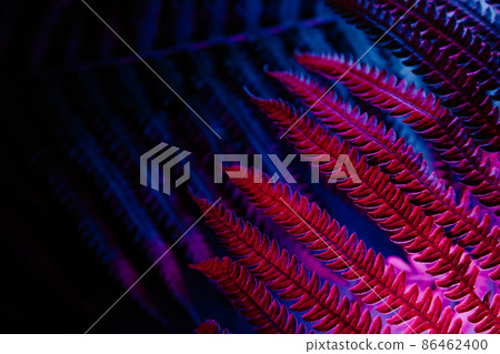 Tropical fern leaves in neon light close-up. High contrast 86462400