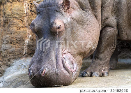 宮城縣仙台市河馬動物園的風景 86462668