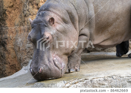 Scenery of the zoo Hippo, Sendai City, Miyagi Prefecture Scenery of the zoo Hippo, Sendai City, Miyagi Prefecture 86462669