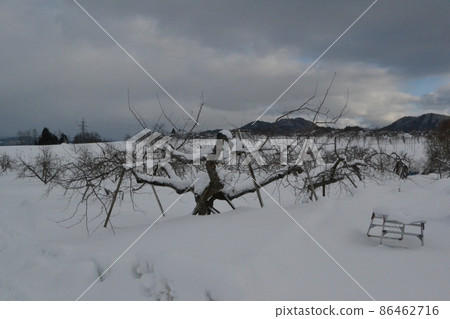 Apple garden in the suburbs of Hirosaki in the middle of winter Apple garden in the suburbs of Hirosaki in the middle of winter 86462716