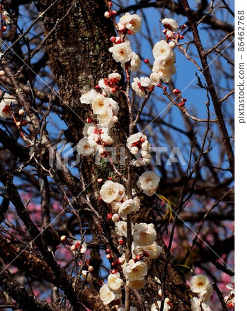 Yae white plum blossoms in the sun (white plum branches and blue sky) Yae white plum blossoms in the sun (white plum branches and blue sky) 86462768