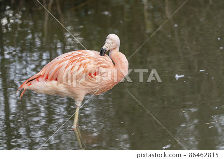 Zoo scenery Flamingo Sendai City, Miyagi Prefecture 86462815