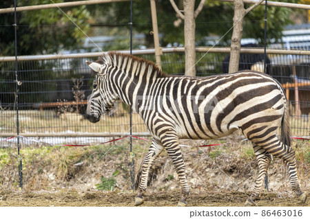 Scenery of the zoo Zebra, Sendai City, Miyagi Prefecture 86463016