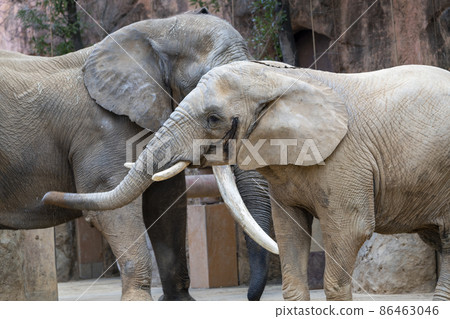 動物園風景非洲象宮城縣仙台市 86463046
