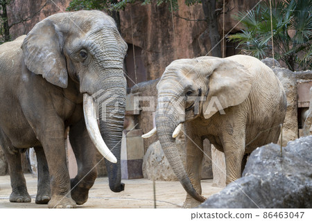 Zoo scenery African elephant Sendai City, Miyagi Prefecture 86463047