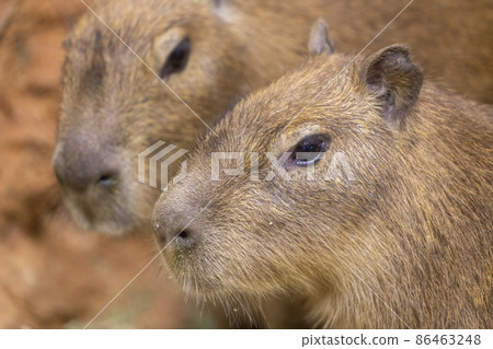 Scenery of the zoo Capybara children Sendai City, Miyagi Prefecture 86463248