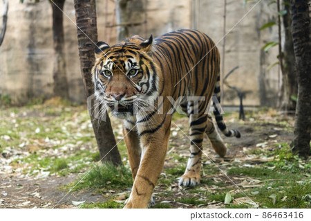 仙台市蘇門答臘虎太白區動物園風景 86463416