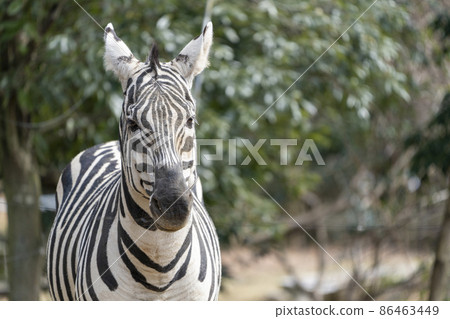 Scenery of the zoo Zebra, Sendai City, Miyagi Prefecture 86463449