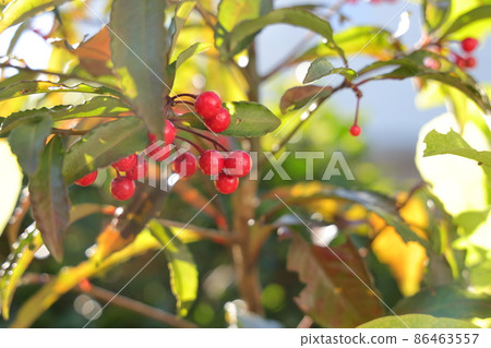 Ten thousand trees with red fruits Ten thousand trees with red fruits 86463557