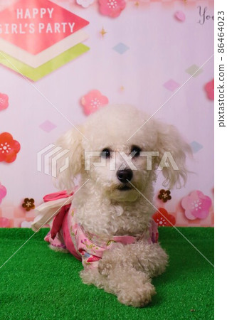 貝利,一隻可愛的玩具貴賓犬,穿著和服的模特 貝利,一隻可愛的玩具貴賓犬,穿著和服的模特 86464023
