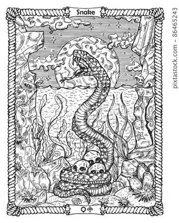 Snake card from the oracle Old Marine Lenormand deck with water reptile. Nautical vintage background, coloring book page, t-shirt and tattoo vector graphic, pirate adventures concept. Snake card from the oracle Old Marine Lenormand deck with water reptile. Nautical vintage background, coloring book page, t-shirt and tattoo vector graphic, pirate adventures concept. 86465243