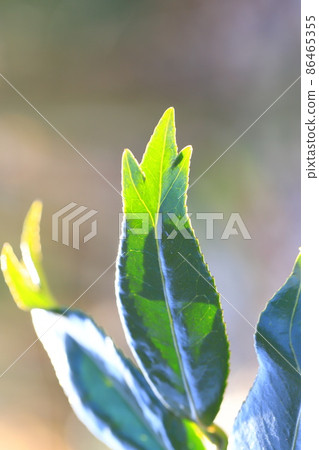 三葉尖錦魚山茶 86465355