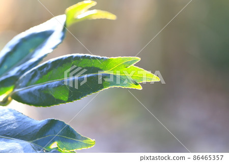 三葉尖錦魚山茶 三葉尖錦魚山茶 86465357