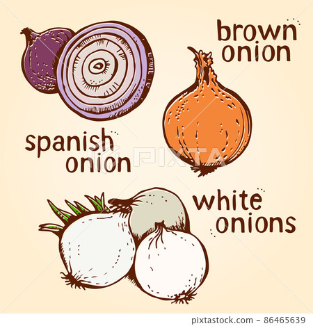 Onion vector set of hand drawn line art illustration 86465639