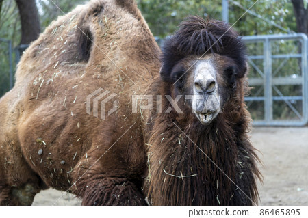 Zoo scenery Bactrian camel face Sendai City, Miyagi Prefecture Zoo scenery Bactrian camel face Sendai City, Miyagi Prefecture 86465895