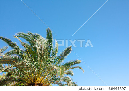 Green palm tree on blue sky background. Green palm tree on blue sky background. 86465897
