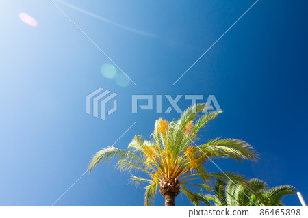 Green palm tree on blue sky background. Green palm tree on blue sky background. 86465898