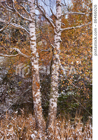 Two birches in autumn colors in a snow covered landscape Two birches in autumn colors in a snow covered landscape 86466026