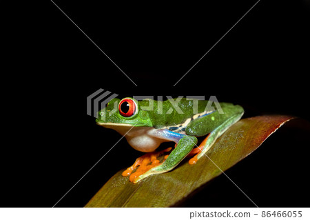 Red-eyed tree frog, Agalychnis callidryas, Cano Negro, Costa Rica wildlife Red-eyed tree frog, Agalychnis callidryas, Cano Negro, Costa Rica wildlife 86466055