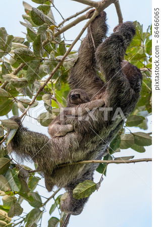 Female of pale-throated sloth (Bradypus tridactylus) with baby, Costa Rica Female of pale-throated sloth (Bradypus tridactylus) with baby, Costa Rica 86466065