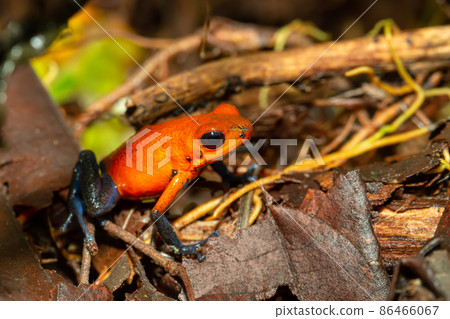 Strawberry poison-dart frog, La Fortuna Costa Rica 86466067