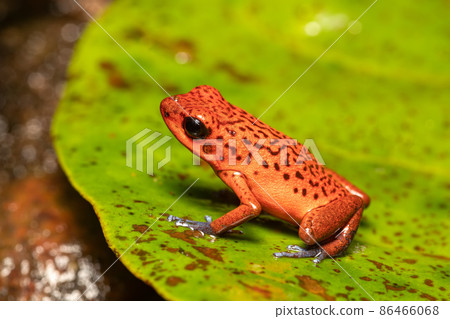 Strawberry poison-dart frog, La Fortuna Costa Rica 86466068