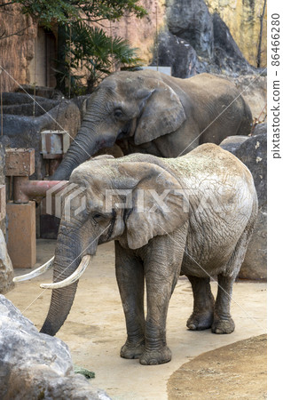 動物園風景非洲象宮城縣仙台市 動物園風景非洲象宮城縣仙台市 86466280