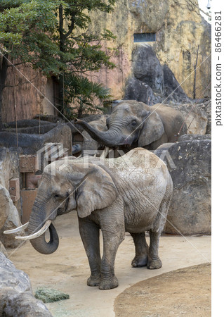 動物園風景非洲象宮城縣仙台市 動物園風景非洲象宮城縣仙台市 86466281