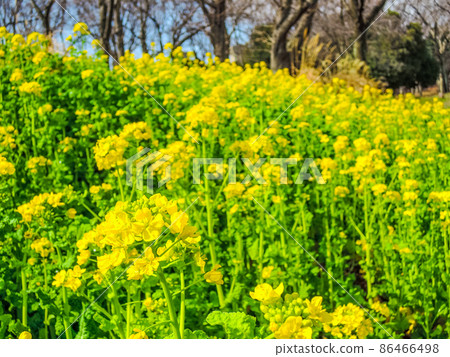 油菜田根岸森林公園(神奈川縣橫濱市根岸) 油菜田根岸森林公園(神奈川縣橫濱市根岸) 86466498