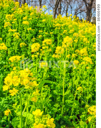 油菜田根岸森林公園(神奈川縣橫濱市根岸) 油菜田根岸森林公園(神奈川縣橫濱市根岸) 86466499