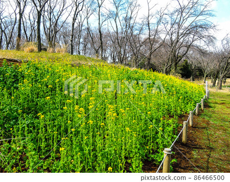 油菜田根岸森林公園(神奈川縣橫濱市根岸) 油菜田根岸森林公園(神奈川縣橫濱市根岸) 86466500