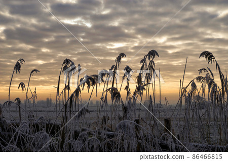 Reed in front of a beautiful sunset 86466815