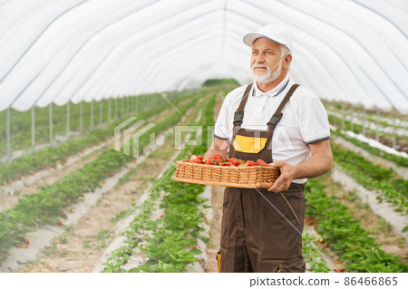 Aged gardener carrying wicker basket with fresh strawberries Aged gardener carrying wicker basket with fresh strawberries 86466865