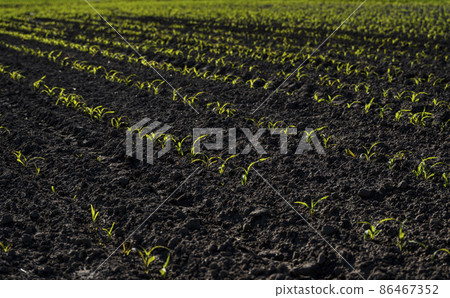 Rows of young corn plants on a fertile field with dark soil in beautiful warm sunshine. 86467352