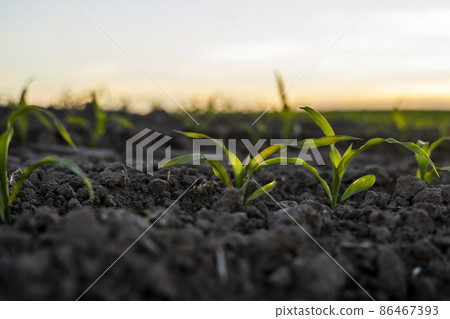 Agriculture concept. Young green corn growing on the fertile field. Young corn plants. 86467393