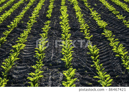 Sugar beet grows on the farmer's field in the spring. Sugar beet grows on the farmer's field in the spring. 86467421