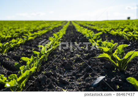 Landscape of sugar beet sprout growing in cultivated agricultural field. 86467437